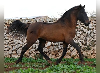 Andalou, Étalon, 3 Ans, 159 cm, Bai
