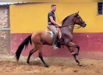 Andalou, Étalon, 3 Ans, 159 cm, Bai