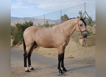 Andalou, Étalon, 3 Ans, 159 cm, Buckskin