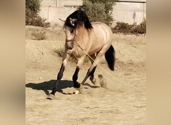 Andalou, Étalon, 3 Ans, 159 cm, Buckskin