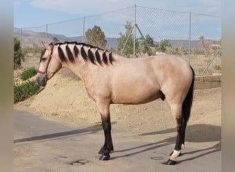 Andalou, Étalon, 3 Ans, 159 cm, Buckskin