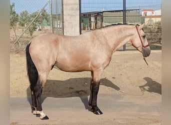 Andalou, Étalon, 3 Ans, 159 cm, Buckskin