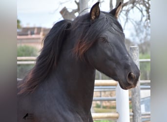 Andalou, Étalon, 3 Ans, 159 cm, Noir