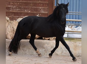 Andalou, Étalon, 3 Ans, 159 cm, Noir