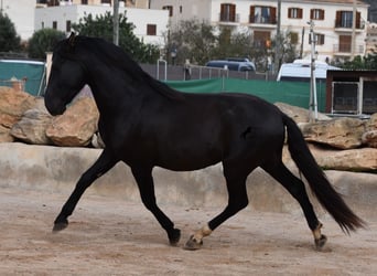 Andalou, Étalon, 3 Ans, 159 cm, Noir