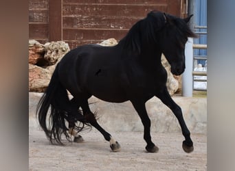 Andalou, Étalon, 3 Ans, 159 cm, Noir