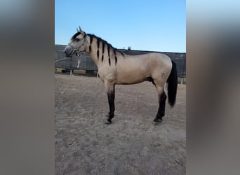 Andalou, Étalon, 3 Ans, 160 cm, Alezan dun