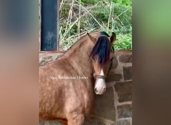 Andalou Croisé, Étalon, 3 Ans, 160 cm, Buckskin