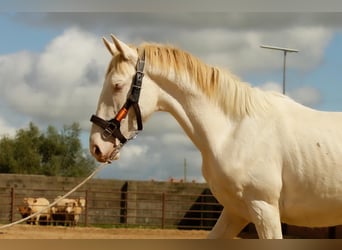 Andalou, Étalon, 3 Ans, 160 cm, Cremello