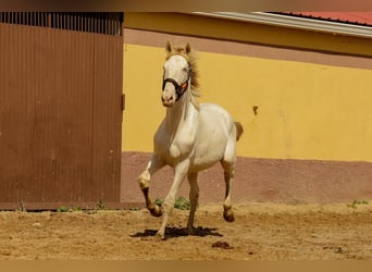 Andalou, Étalon, 3 Ans, 160 cm, Cremello