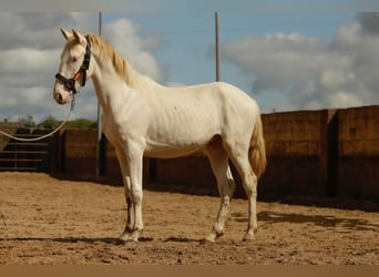 Andalou, Étalon, 3 Ans, 160 cm, Cremello