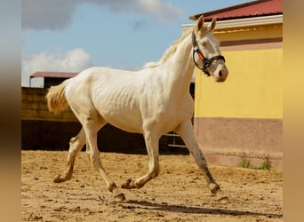 Andalou, Étalon, 3 Ans, 160 cm, Cremello