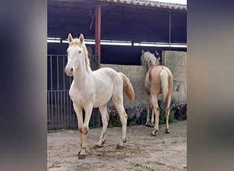 Andalou, Étalon, 3 Ans, 160 cm, Cremello