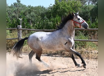 Andalou, Étalon, 3 Ans, 160 cm, Gris