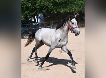 Andalou, Étalon, 3 Ans, 160 cm, Gris