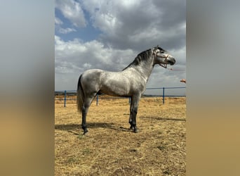 Andalou, Étalon, 3 Ans, 160 cm, Gris pommelé