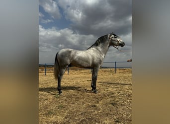 Andalou, Étalon, 3 Ans, 160 cm, Gris pommelé