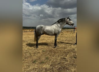 Andalou, Étalon, 3 Ans, 160 cm, Gris pommelé