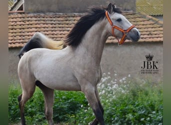 Andalou, Étalon, 3 Ans, 160 cm, Isabelle