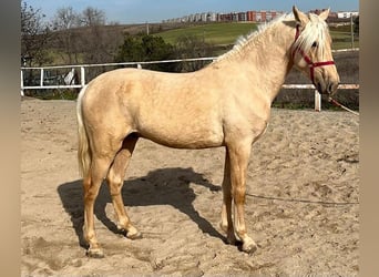 Andalou, Étalon, 3 Ans, 160 cm, Palomino