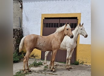 Andalou, Étalon, 3 Ans, 160 cm, Palomino