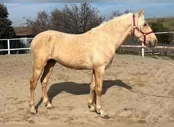 Andalou, Étalon, 3 Ans, 160 cm, Palomino