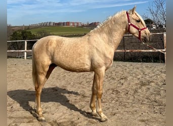 Andalou, Étalon, 3 Ans, 160 cm, Palomino