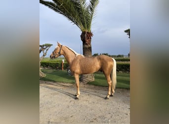 Andalou, Étalon, 3 Ans, 160 cm, Perle