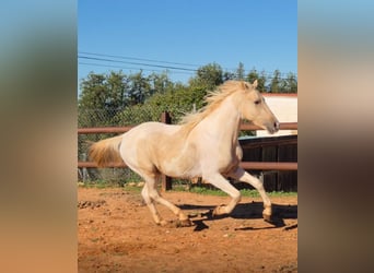 Andalou, Étalon, 3 Ans, 160 cm, Pinto