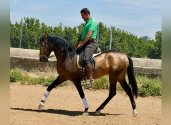 Andalou, Étalon, 3 Ans, 161 cm, Isabelle