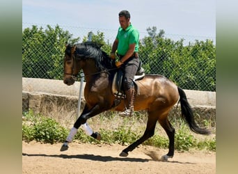 Andalou, Étalon, 3 Ans, 161 cm, Isabelle