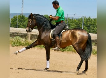 Andalou, Étalon, 3 Ans, 161 cm, Isabelle