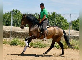 Andalou, Étalon, 3 Ans, 161 cm, Isabelle