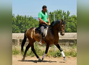 Andalou, Étalon, 3 Ans, 161 cm, Isabelle