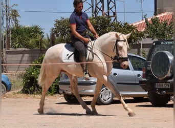 Andalou, Étalon, 3 Ans, 162 cm, Cremello