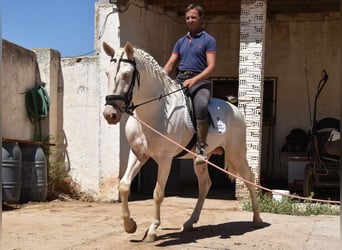 Andalou, Étalon, 3 Ans, 162 cm, Cremello