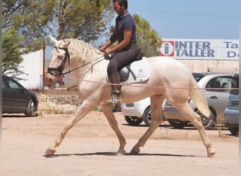 Andalou, Étalon, 3 Ans, 162 cm, Cremello