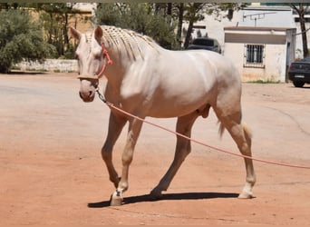 Andalou, Étalon, 3 Ans, 162 cm, Cremello