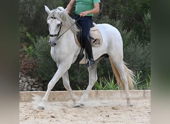 Andalou, Étalon, 3 Ans, 162 cm, Gris