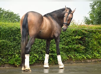 Andalou, Étalon, 3 Ans, 163 cm, Gris (bai-dun)