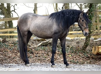 Andalou, Étalon, 3 Ans, 163 cm, Gris (bai-dun)