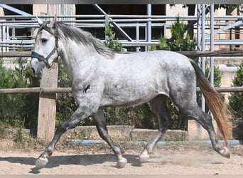Andalou, Étalon, 3 Ans, 163 cm, Gris