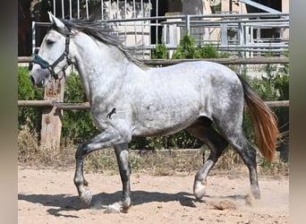 Andalou, Étalon, 3 Ans, 163 cm, Gris