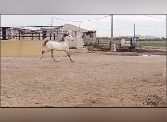 Andalou, Étalon, 3 Ans, 163 cm, Gris