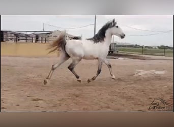 Andalou, Étalon, 3 Ans, 163 cm, Gris