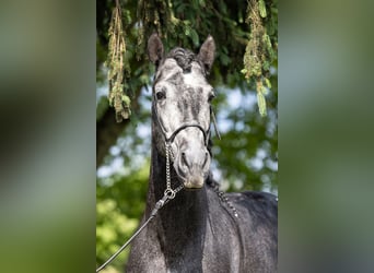 Andalou Croisé, Étalon, 3 Ans, 163 cm, Gris noir