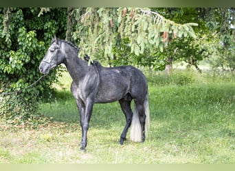Andalou Croisé, Étalon, 3 Ans, 163 cm, Gris noir