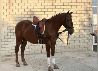 Andalou, Étalon, 3 Ans, 164 cm, Alezan