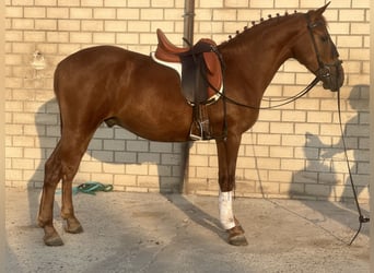 Andalou, Étalon, 3 Ans, 164 cm, Alezan