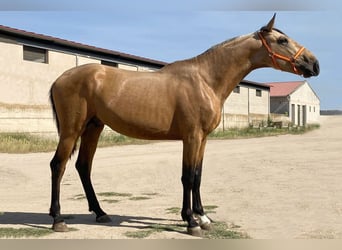 Andalou, Étalon, 3 Ans, 164 cm, Buckskin